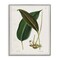 Stupell Industries Leaf and its Underside Study Framed Giclee Wall Art Design by Tina Higgins Designs, Inc.